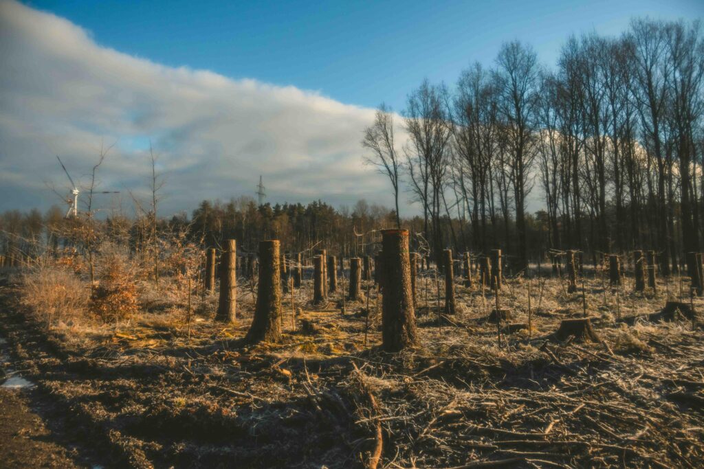 A serene deforested area in winter with tree stumps and a clear blue sky.
